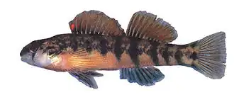 Etheostoma scotti