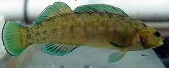 Etheostoma wapiti