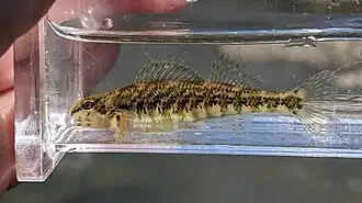 Etheostoma zonale