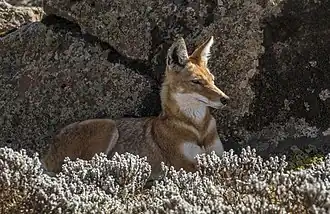 Ethiopische wolf