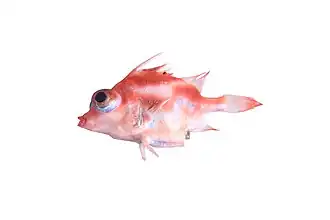 Triacanthodes ethiops