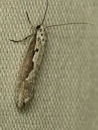Ethmia arctostaphylella