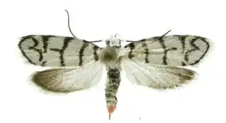 Ethmia chemsaki