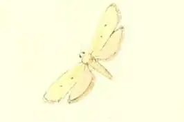 Ethmia distigmatella