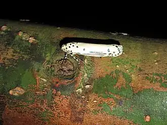 Ethmia lineatonotella