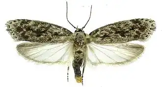 Ethmia transversella