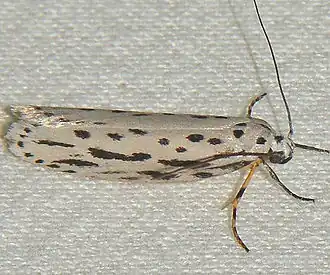 Ethmia zelleriella