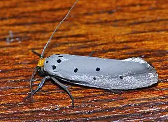 Ethmia rhomboidella