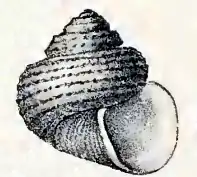 Ethminolia doriae