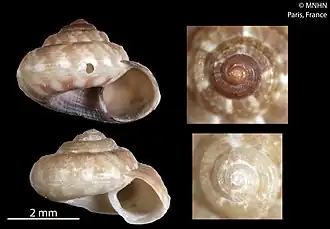 Ethminolia durbanensis