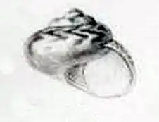 Ethminolia iridifulgens