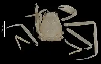 Ethusa indonesiensis