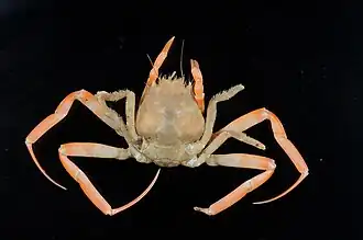 Ethusa microphthalma