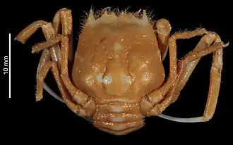 Ethusina ciliacirrata