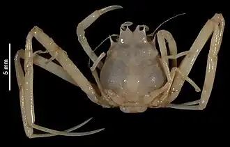 Ethusina exophthalma