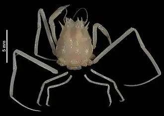 Ethusina paralongipes