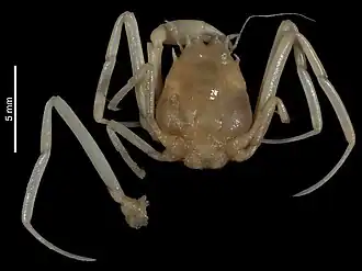 Ethusina vanuatuensis