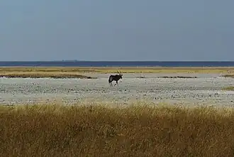 Gemsbok op Fisher's Pan, een van Etosha's oostelijke zoutpannen.