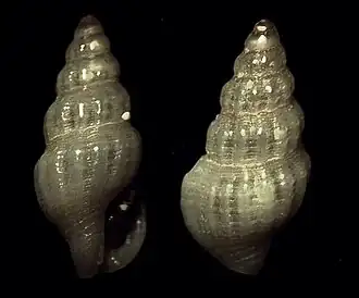 Glyphostoma alliteratum