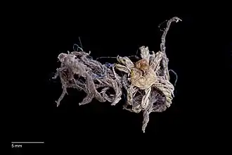 Euantedon paucicirra