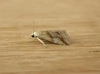 Eublemma inconspicua