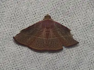 Eublemma latericolor