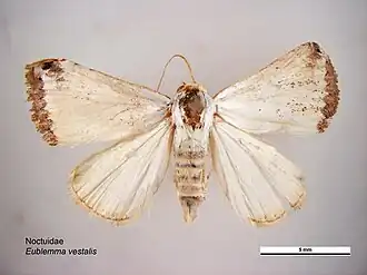 Eublemma vestalis