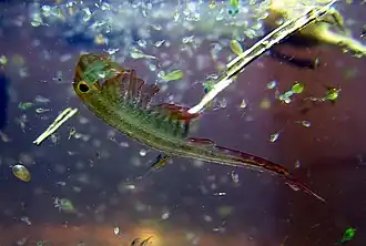 Oranje-blauw zwemmend geraamte