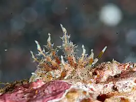 Eubranchus virginalis