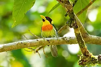 Citroenkeelbaardvogel