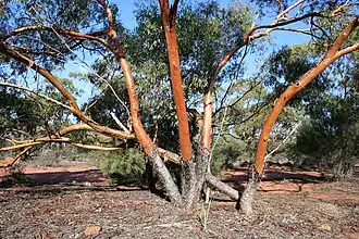 Eucalyptus loxophleba