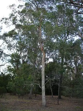 Eucalyptus rudis