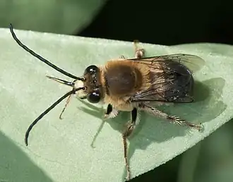 Eucera frater