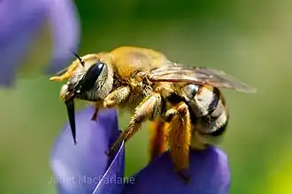 Eucera hamata