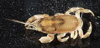 Euceramus praelongus