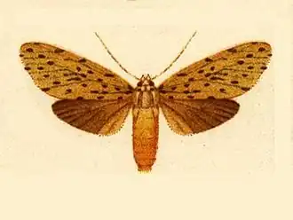 Eucereon ochrota