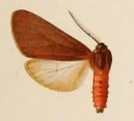 Euchaetes fusca