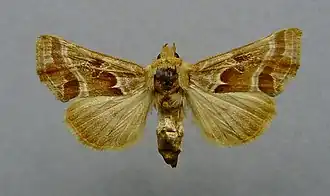 Euchalcia siderifera