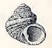 Euchelus pullatus