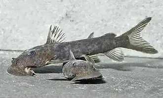 Euchilichthys