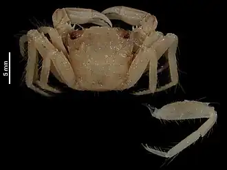 Euchirograpsus madagascariensis