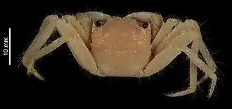 Euchirograpsus tuerkayi