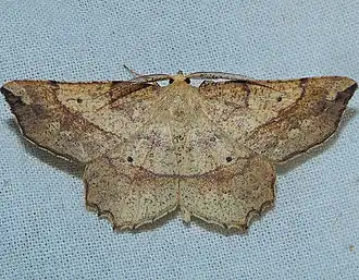 Euchlaena deplanaria