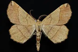 Euchlaena madusaria