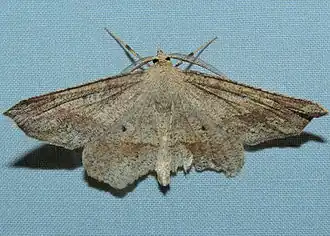 Euchlaena marginaria