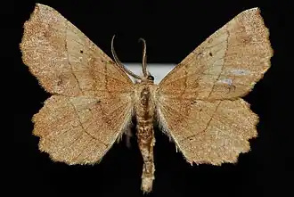 Euchlaena mollisaria