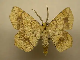 Euchlaena pectinaria