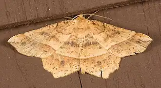 Euchlaena tigrinaria