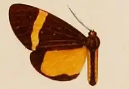 Euchlaenidia