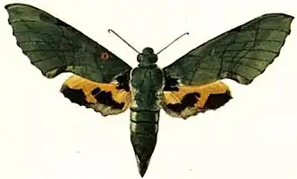 Euchloron megaera